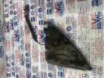 6L0837973F | Seat Ibiza Tweeter Hoparlörü - 1
