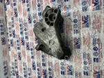 038199207N | Sol Motor Takozu | VW Bora, Golf, Jetta - Audi A3 - 3