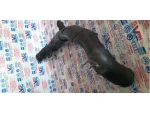 1K0145762FT | İntercooler Hortumu - 2