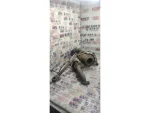 03G971858AA | Turbo Bağlantı Braketi | VW Caddy, CC - Audi A3, TT - Seat Altea, Leon - 2