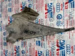 8P3837176J | Audi A3 İç Dikiz Aynası Kapak Çıtası - 2