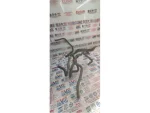 6Y0130307 | Mazot Filtresi - 3