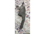 6R0711461M | VW Polo El Freni Kolu - 2