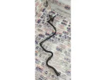 04L145049AD | Vakum Hortumu - 1