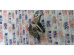1K0953549AE | VW Caddy Direksiyon Kolon Beyni - 3