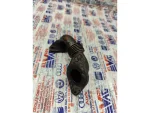 03G131521T | EGR Bağlantı Borusu | VW Golf, Jetta, Passat - Audi A3 - Seat Altea, Leon - 2